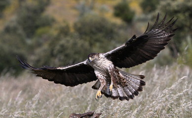 aguila fasciata en el campo