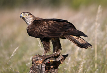 aguila fasciata en el campo
