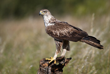 Fototapeta premium aguila fasciata en el campo