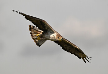 una poderosa aguila de bonelli en extremadura