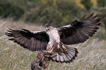 aguila fasciata en el campo en españa
