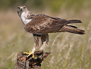 aguila de bonelli en españa
