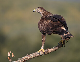 aguila perdicera posada en un tronco de un arbol