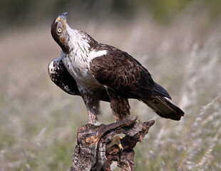 una poderosa aguila de bonelli en extremadura