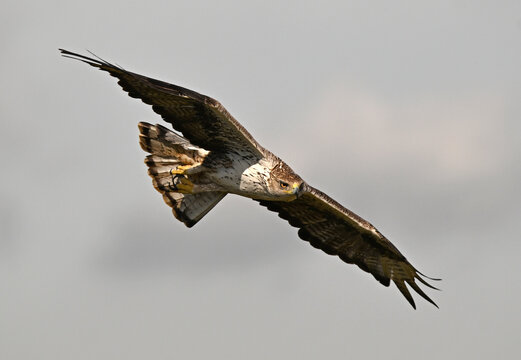 una poderosa aguila de bonelli en extremadura