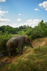 Obraz premium An Elephant in Somawathiya National Park, Polonnaruwa, Sri Lanka.