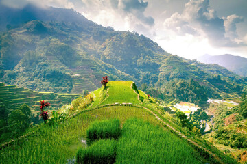 Culture du riz en terrasse à Banaue, site UNASCO aux Philippines