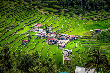 Culture du riz en terrasse à Banaue, site UNASCO aux Philippines