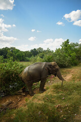 Fototapeta premium An Elephant in Somawathiya National Park, Polonnaruwa, Sri Lanka.