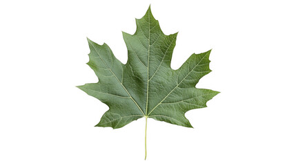Fototapeta premium Single Green Leaf, Intricate Veins and Serrated Edges on a transparent background, PNG image, PNG file