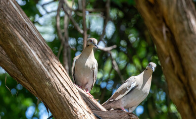 Two Mourning doves perched on limb surrounded by greenery