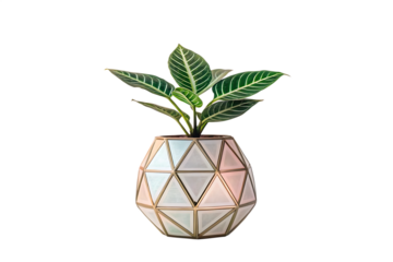 Zebra plant in a geometric pot with triangular facets against a black background in a studio shot