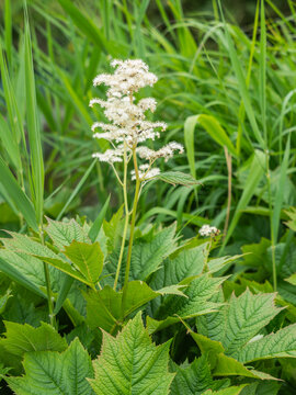 Nahaufnahme einer wei&szlig; bl&uuml;henden Pflanze des Gestieltbl&auml;ttrigen Schaublatts (Rodgersia podophylla).
