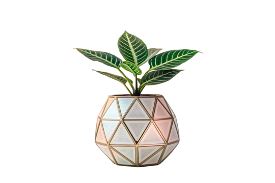 Zebra plant in a geometric pot with triangular facets against a black background in a studio shot