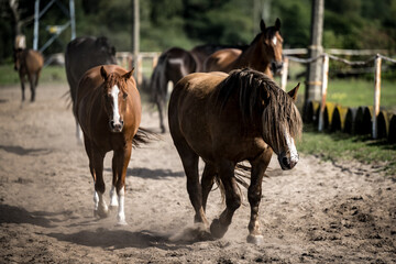 beautiful horses in a stud farm