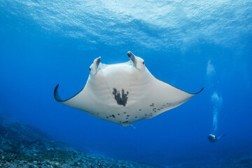 Manta ray, French Polynesia