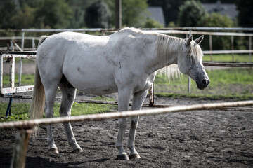 beautiful horses in a stud farm