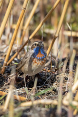 Luscinia svecica, Cyanecula svecica, Bluethroat..