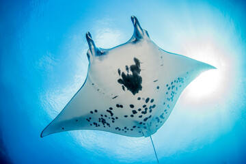 Manta ray, French Polynesia