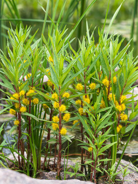 Gelb bl&uuml;hender Strau&szlig;-Gilbweiderich (Lysimachia thyrsiflora) w&auml;chst am Rande eines kleinen Teichs.