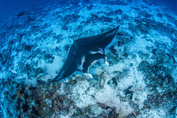 Manta ray, French Polynesia
