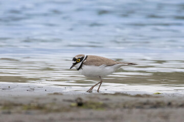 Little Ringed Plover - Charadrius dubius, outdoor.