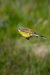 male Yellow wagtail Wagtail (Motacilla flava) Small bird