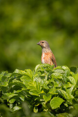 Linaria cannabina. Common linnet sitting on a branch.