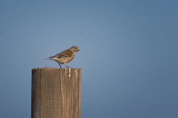 Linaria cannabina female. Common linnet sitting on a post.