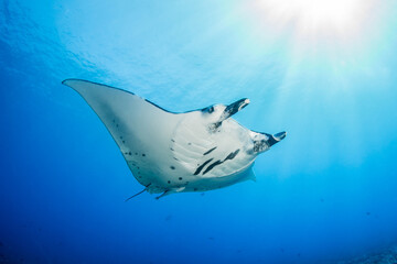 Manta ray, French Polynesia