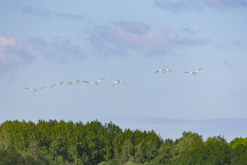 A flock of goo-sanders, merganser in the air.