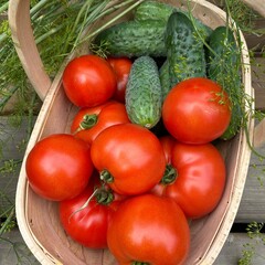 A harvest basket filled with ripe red tomatoes and green cucumbers, with sprigs of dill on a wooden surface.