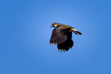 Northern lapwing or peewit in flight