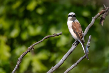 Red-backed shrike male , Lanius collurio. A bird sits on an old broken branch.