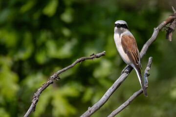 Red-backed shrike male , Lanius collurio. A bird sits on an old broken branch.