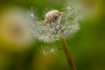 Dandelion fused with sunset so it looks like a lit bulb.