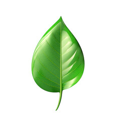 Single green leaf on a black background