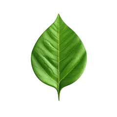 A single green leaf on black background