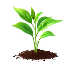 A small plant growing from brown soil