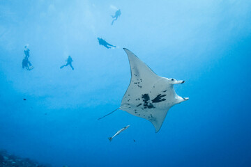 Manta ray, French Polynesia