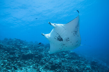 Manta ray, French Polynesia