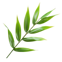 Fototapeta premium Lush green bamboo leaf branch showcasing intricate details in natural light