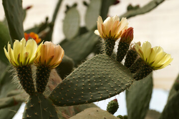Yellow prickly pear flowers close up in sunlight