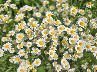 field of daisies