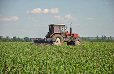 tractor cultivates a field of young corn. carrying out field work with a tractor