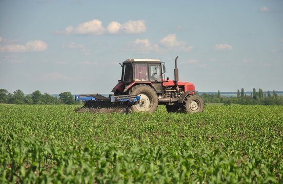 tractor cultivates a field of young corn. carrying out field work with a tractor