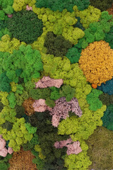 ecological interior landscaping, multi-colored stabilized preserved lichen moss as wall decor