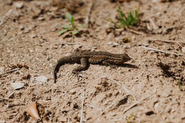 Desert Lizard