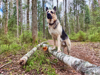 German Shepherd stands proudly on a fallen log in a serene forest setting during daytime