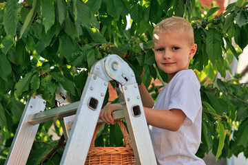 Boy on a ladder picking cherries